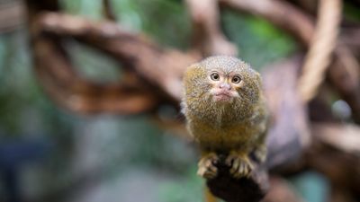 A tiny monkey with fluffy fur looks at the camera from a tree branch.