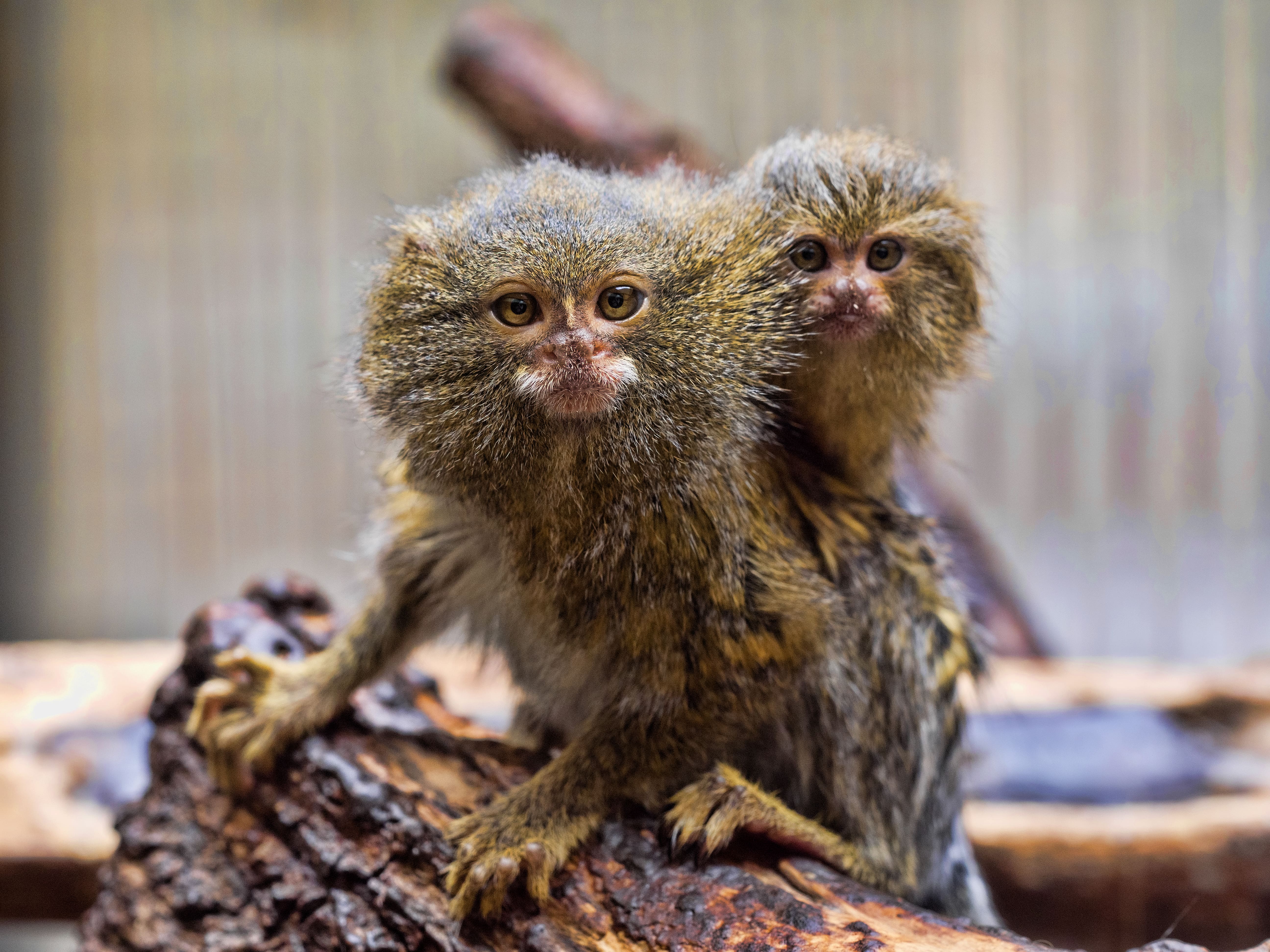 An adult marmoset with a baby riding on its back looking at the camera. An adult marmoset with a baby riding on its back looking at the camera.