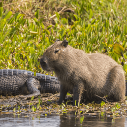 Capybara and yacare caiman hanging out by river in Brazil 