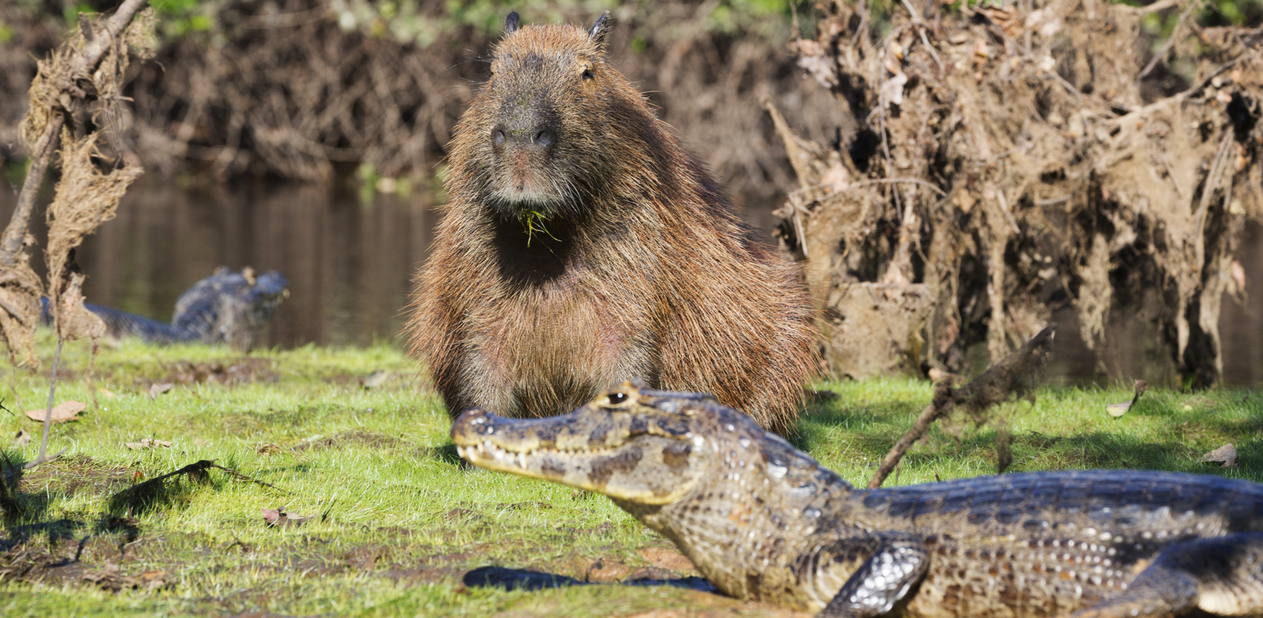 Another capybara and caiman duo.