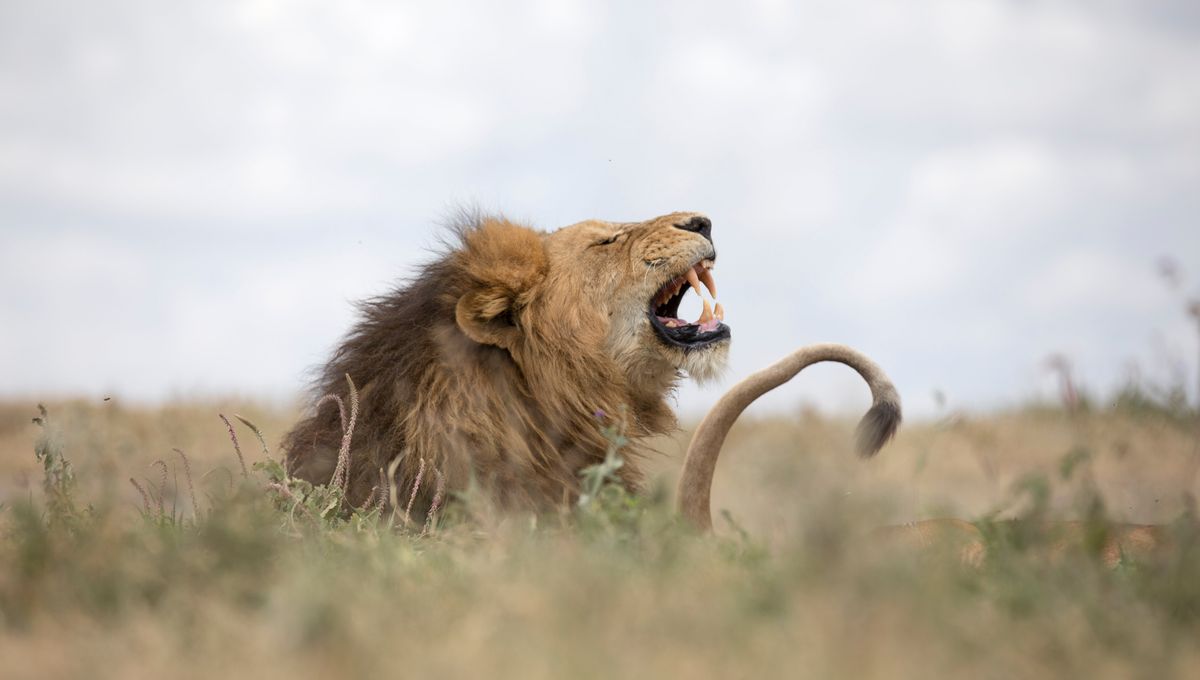 Kami Kini Tahu Singa Memiliki Dua Suara Guntur Berkat Penemuan AI