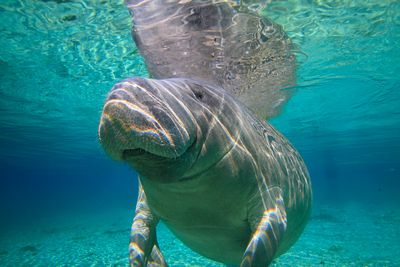 Close-up of a manatee swimming in Crystal River, Florida