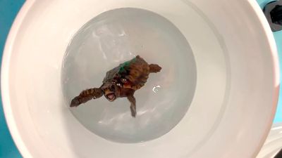 A baby loggerhead turtle in a bucket looking up at the camera, the turtle looks like its smiling widely.