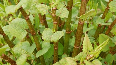 Japanese Knotweed.