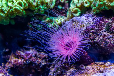 A purple sea creature anaomeoe 