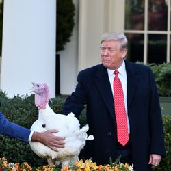 WASHINGTON, DC - NOVEMBER 26, 2019: President Donald Trump pardons a Turkey names "Butter" at the annual ceremony in the Rose Garden of the White House.