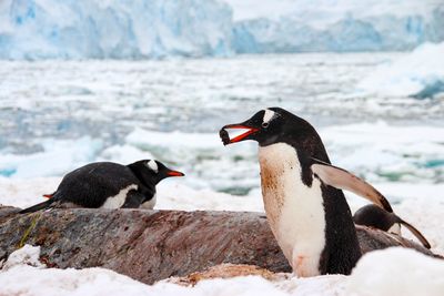 Gentoo penguin with a stone in its beak in front of a lot of water and ice