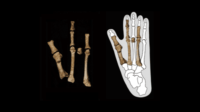 The bones of the Burtele foot (left) and their positions within a gorilla foot.