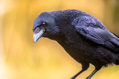 black carrion crow on a yellow background