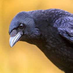 black carrion crow on a yellow background