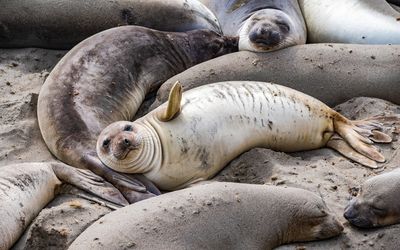 pile of elephant seal pups on a beach with one looking at the camera and appearing to wave its fin