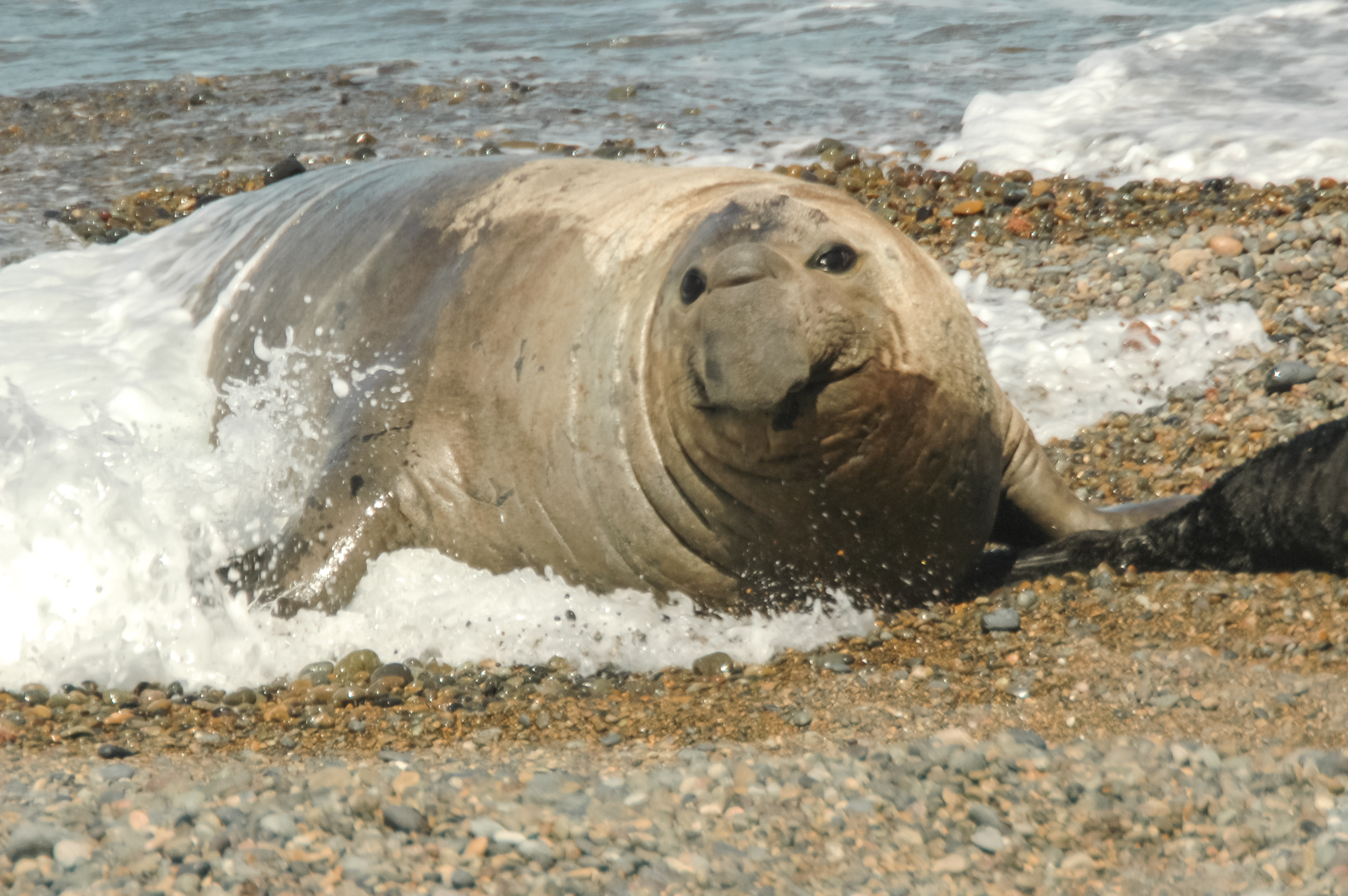 elephant seal on a pebbled beach covered in spray