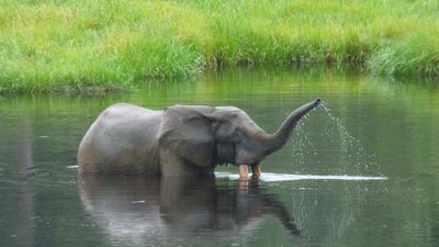 An African forest elephant enjoying a watering hole with its trunk lifted in the air and most of its body under the water.