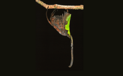 :Tailed Spider (Poltys mouhoti) in the Tapah Hills of Perak, MALAYSIA
