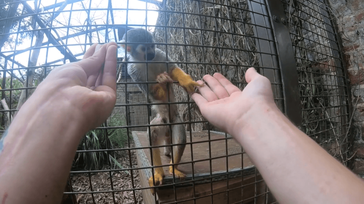 Do Animals Fall For Magic Tricks? Watch A Devastated Squirrel Monkey Prove That Yes, They Do