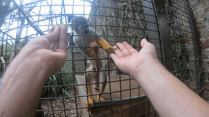 a squirrel monkey falls for a magic trick