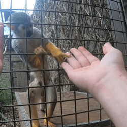 a squirrel monkey falls for a magic trick