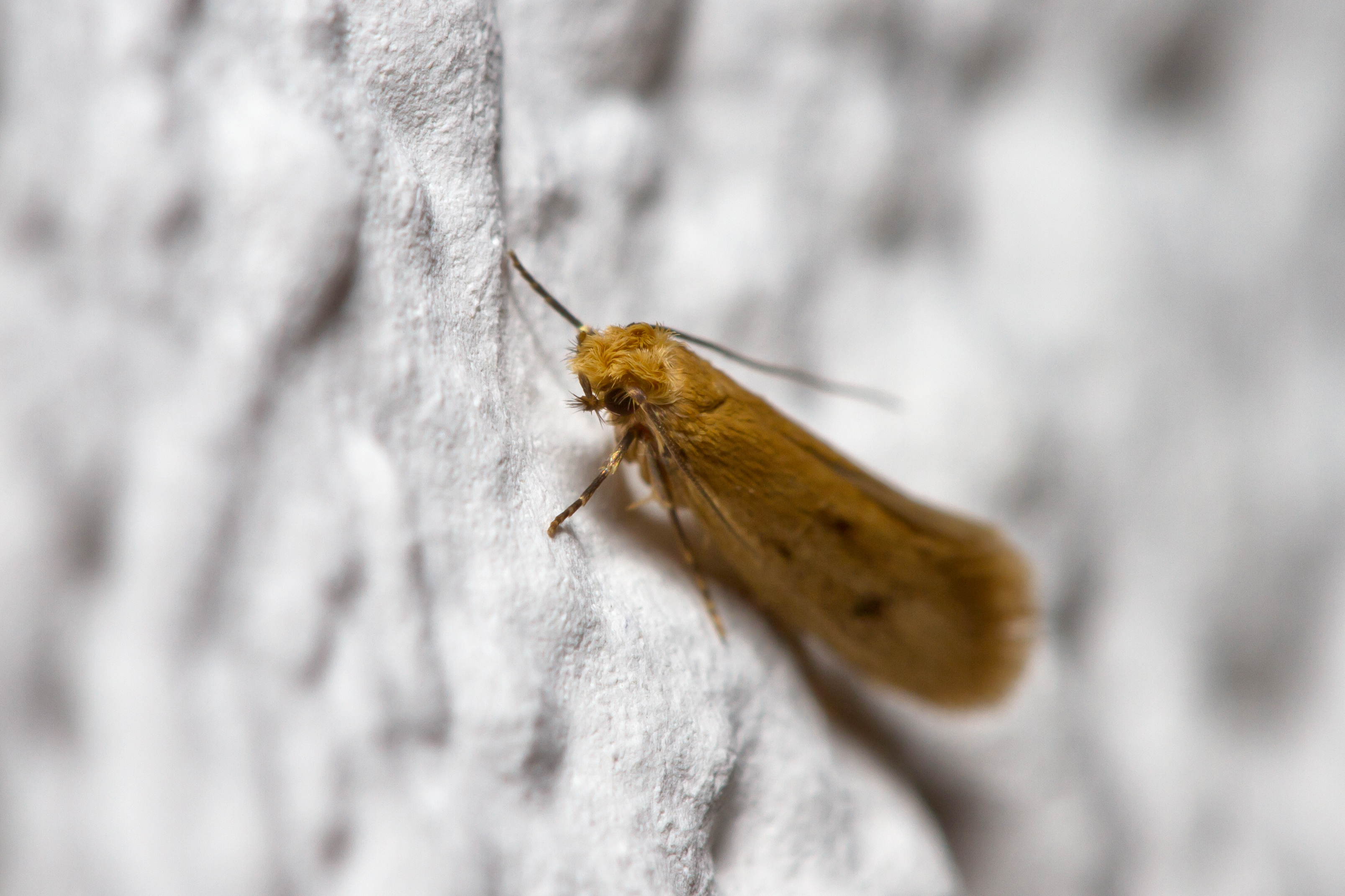 yellow moth on white wall yellow moth on white wall