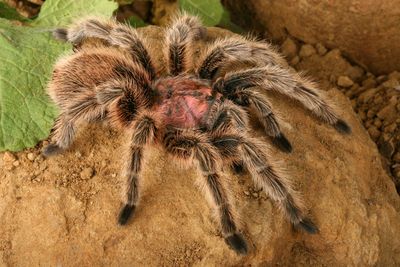 A large tarantula with brown and black legs but a pink middle.