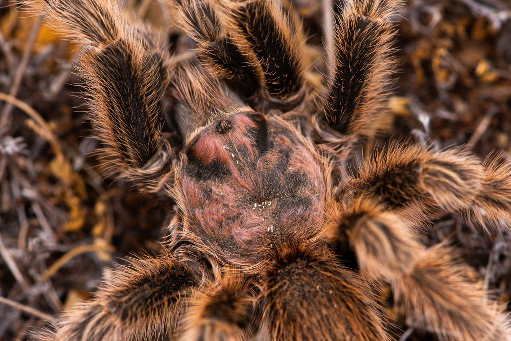 Close up of the pink hairs on the top of the tarantula.