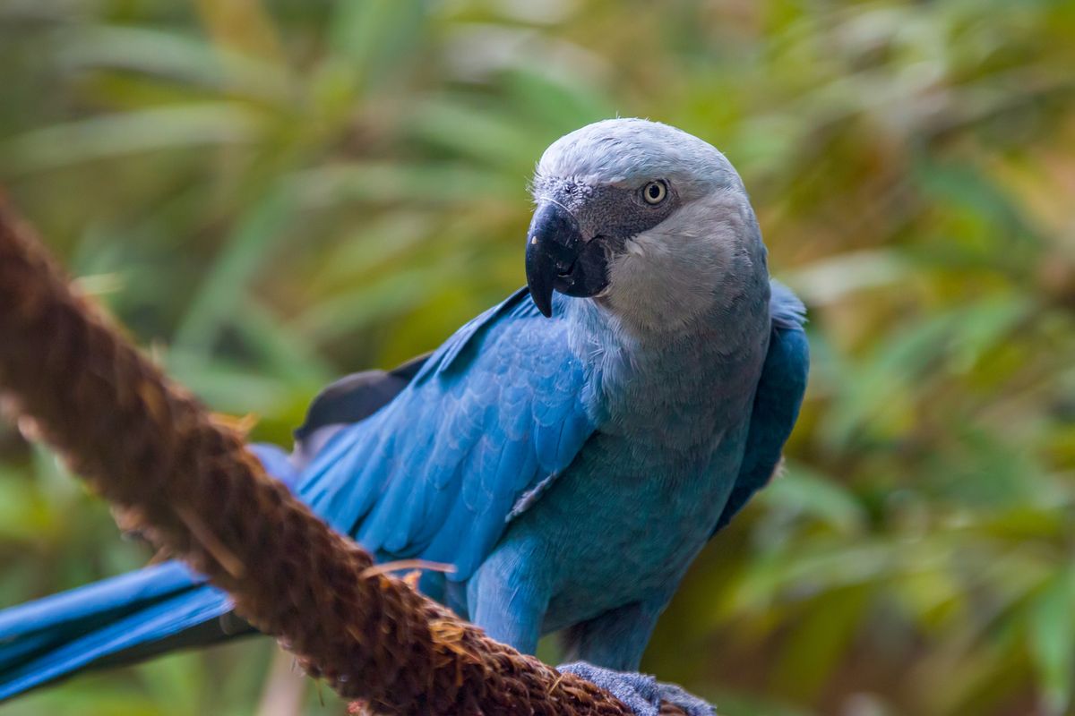 11 Of The Last Spix's Macaws In The Wild Struck Down With A Deadly, Highly Contagious Virus