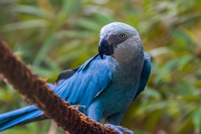 Spix's macaw, a blue parrot, is a macaw native to Brazil.