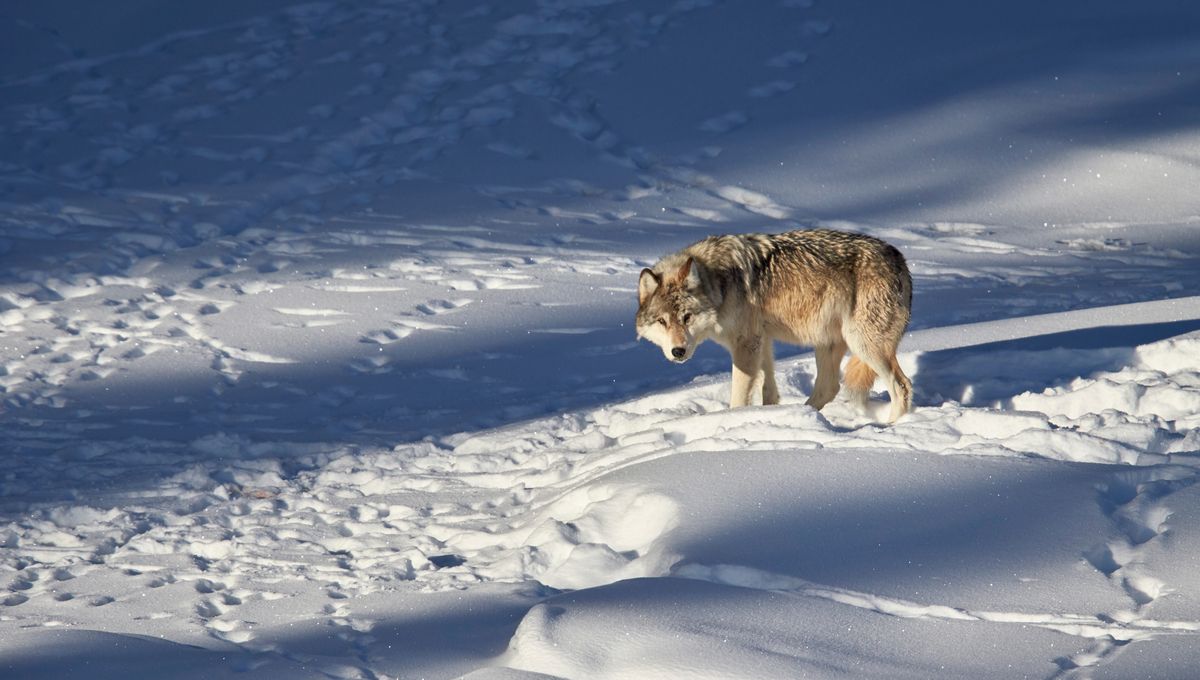 Yellowstone’s Wolves And The Controversy Racking Ecologists Right Now – IFLScience