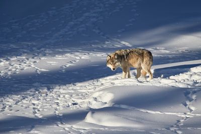 gray wolf in the snow