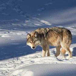 gray wolf in the snow