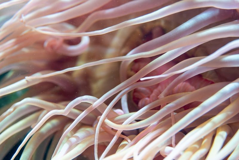 A sea anemone.