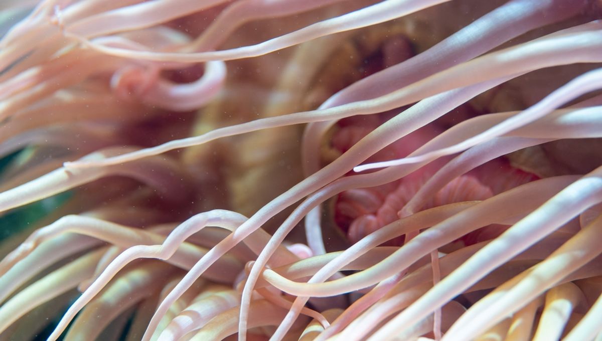 The Unexpected Life Hiding Out In The Great Pacific Garbage Patch