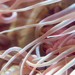 A sea anemone.