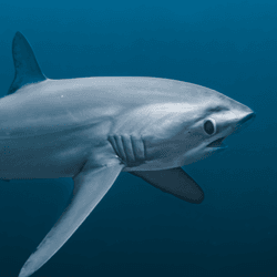 thresher shark with a long whip-like tail