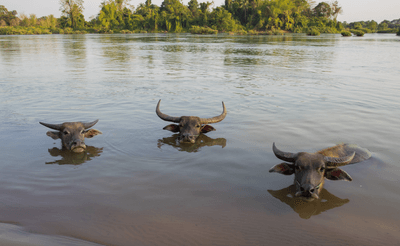 Three water buffaloes almost submerged up to their necks in Laos