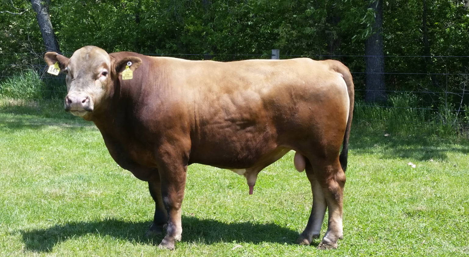 a Beefalo, hybrid of a cow and bison.