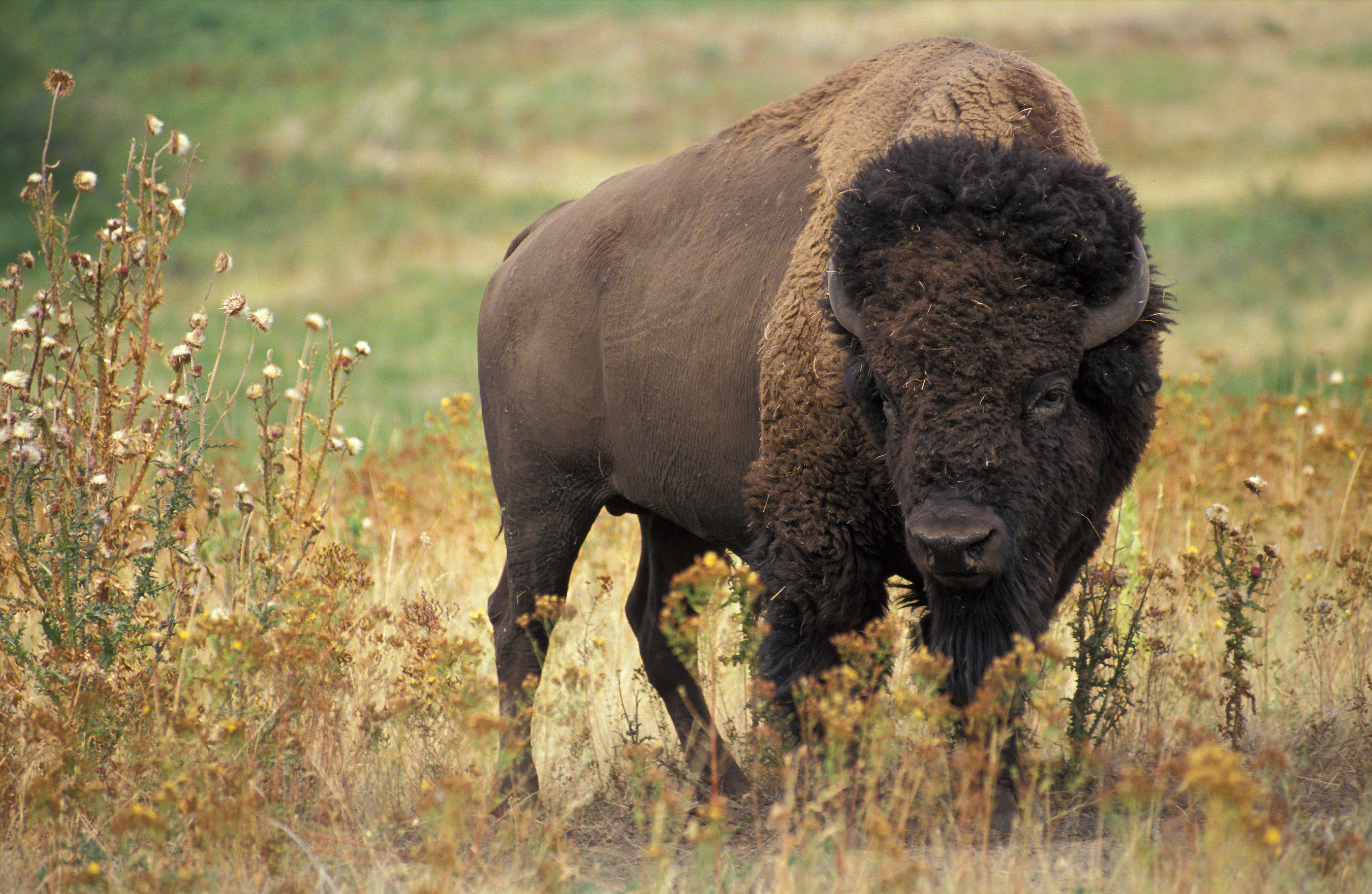 An American Bison, which is technically a buffalo.
