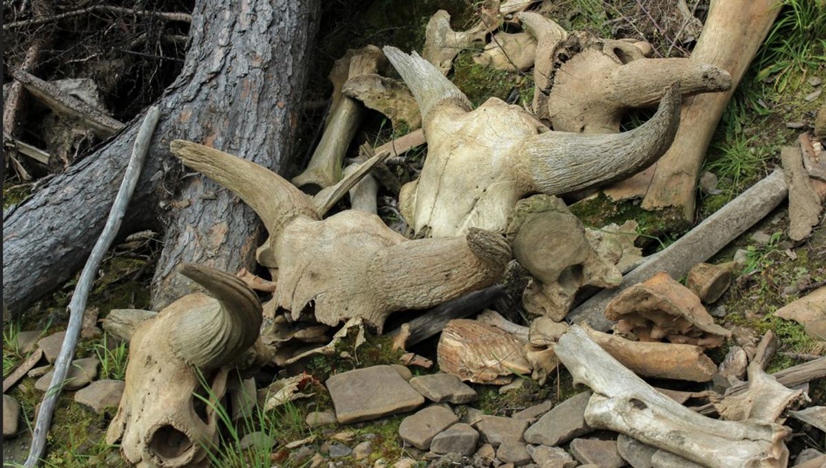 Humans Weren’t Capable Of “Mass Hunting” Until 50,000 Years Ago – What Changed?