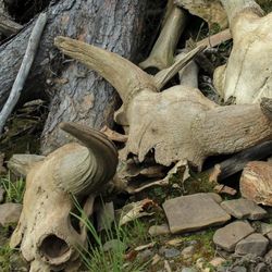 Aurochs skulls