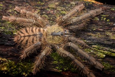 A large hairy tarantula with a stripy body.
