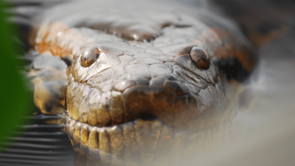 Enormous Anaconda Fossils Reveal They Got Big 12 Million Years Ago – And Stayed Big
