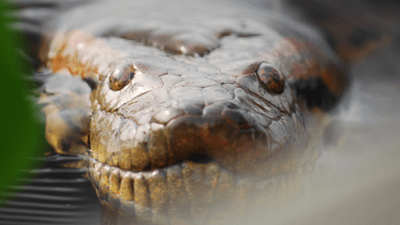 an anaconda head close up