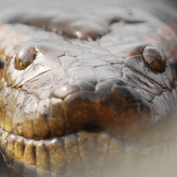 an anaconda head close up
