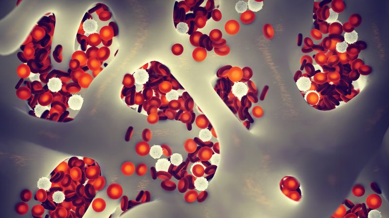 3D illustration of bone marrow