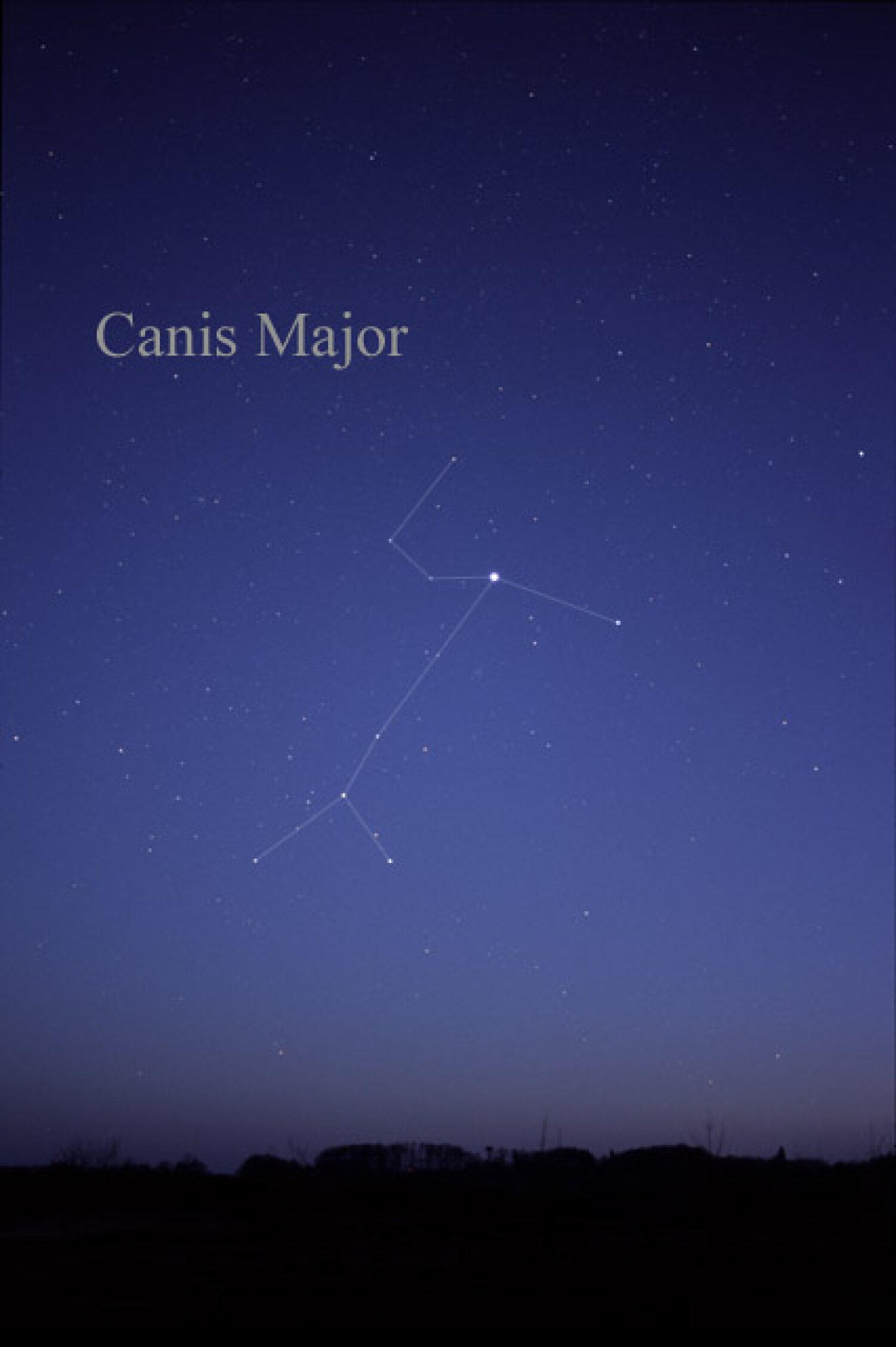 Sirius dominates Canis Major, but the ends of the front and back leg are marked by stars that are much larger, and were once close enough to be much brighter. Sirius dominates Canis Major, but the ends of the front and back leg are marked by stars that are much larger, and were once close enough to be much brighter.