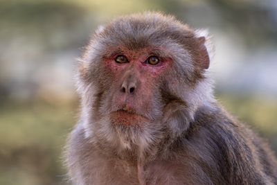 close-up photograph of a rhesus macaque