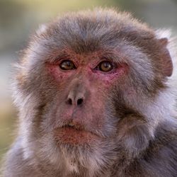 close-up photograph of a rhesus macaque