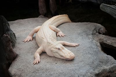 adult alligator with albinism laying on a rock