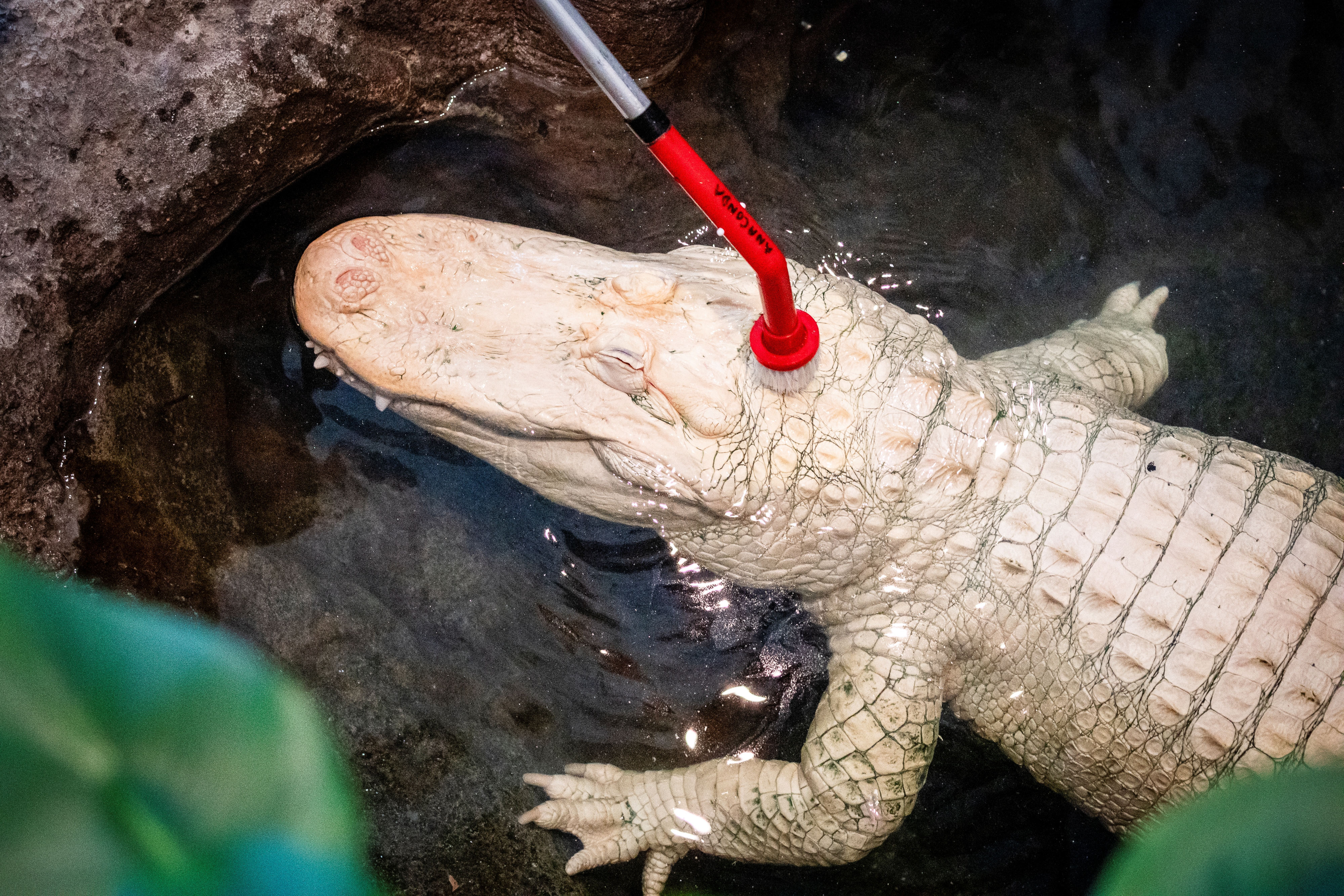 albino alligator getting scrubbed on the head with an extendable brush