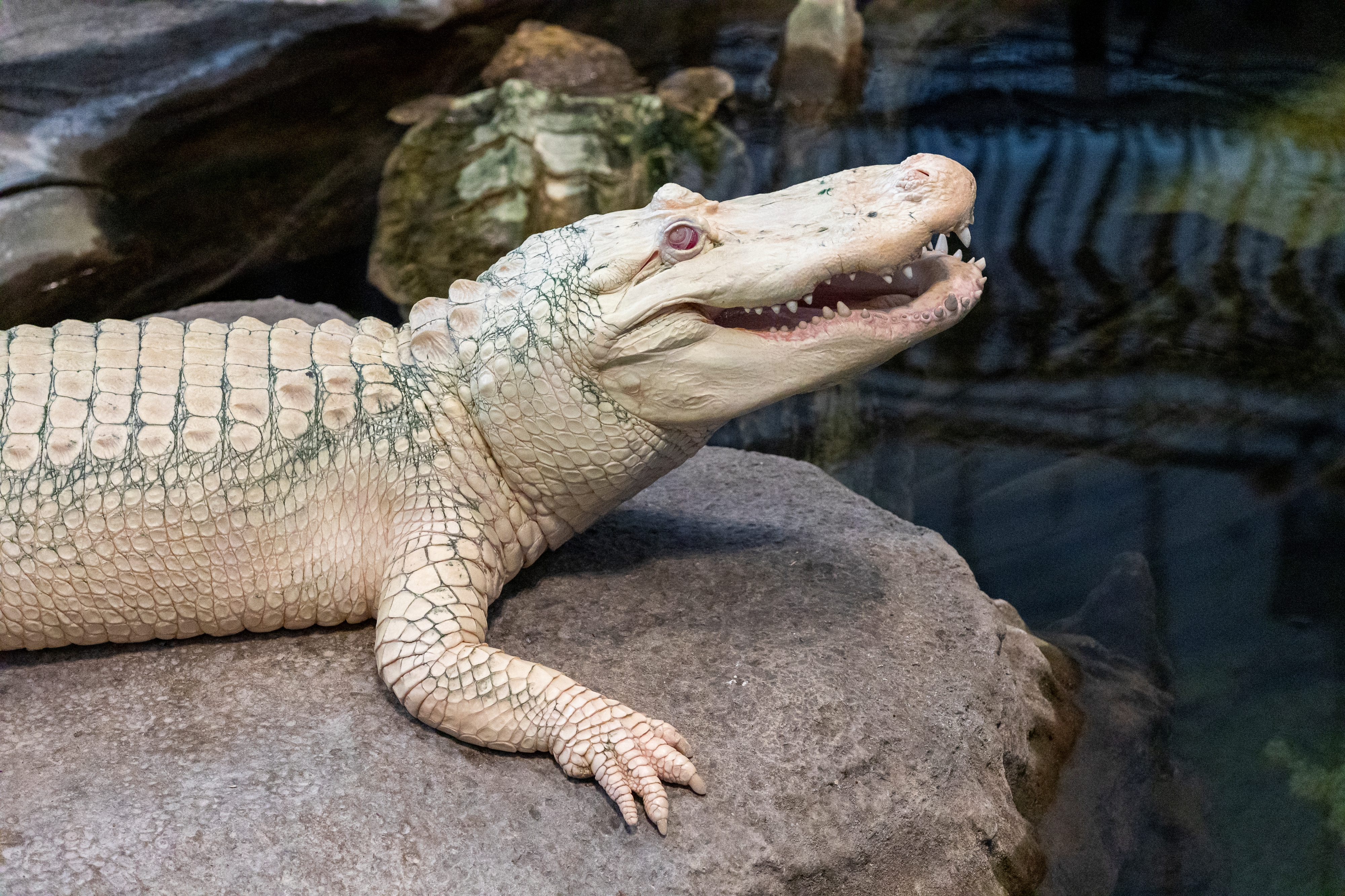 Claude the alligator sat on a rock; his mouth is open, and his otherwise white body has a greenish tinge due to algae