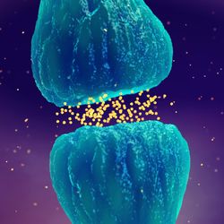 3D illustration of blue synapses with yellow neurotransmitters passing across the synaptic cleft on a purple background